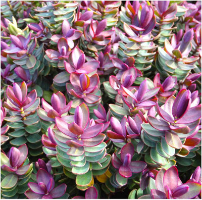 GrowOn Shrubs (X2) Hebe 'red Edge' Evergreen Garden Shrubs (9Cm Pots) from B&Q