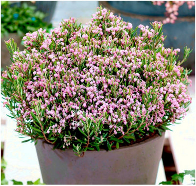 GrowOn Shrubs Andromeda Polifolia Ericaceae 'compacta' Evergreen Garden Shrub (2 Litre Pot) from B&Q