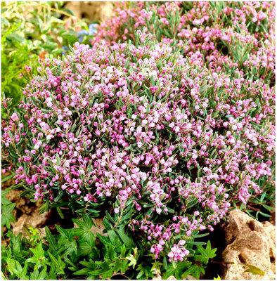 GrowOn Shrubs Andromeda Ericaceae 'blue Ice' Evergreen Garden Shrub (2 Litre Pot) from B&Q