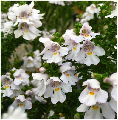 GrowOn Shrubs Prostranthera 'cuneata' Alpine Mint Evergreen Garden Shrub (9Cm Pot) from B&Q