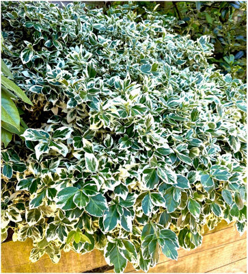 GrowOn Shrubs Euonymus Fortunei Spindle Bush 'emerald Gaiety' Evergreen Garden Shrub (2 Litre Pot) from B&Q