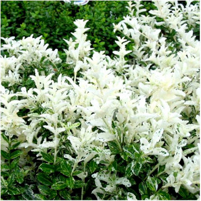 GrowOn Shrubs (X2) Euonymus Fortunei Spindle Bush 'harlequin' Evergreen Garden Shrubs (9Cm Pots) from B&Q
