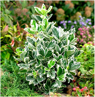 GrowOn Shrubs Euonymus Japonica Spindle Bush 'kathy' Evergreen Garden Shrub (2 Litre Pot) from B&Q