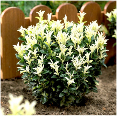 GrowOn Shrubs (X2) Euonymus Japonica Japanese Spindle Bush 'paloma Blanca' Evergreen Garden Shrubs (9Cm Pots) from B&Q