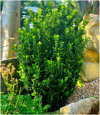 GrowOn Shrubs (X2) Euonymus Japonica Spindle Bush 'green Spire' Evergreen Garden Shrubs (9Cm Pots) from B&Q