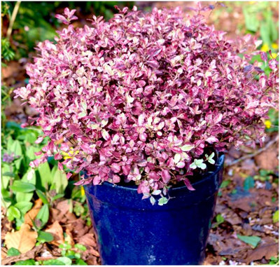 GrowOn Shrubs (X2) Dwarf Pittosporum Tenuifolium 'bannow Bay' Evergreen Garden Shrubs (9Cm Pots) from B&Q