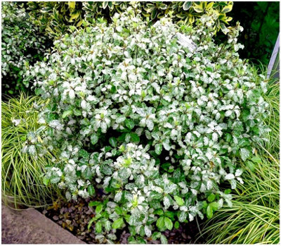 GrowOn Shrubs (X2) Pittosporum Tenuifolium 'irene Paterson' Evergreen Garden Shrubs (9Cm Pots) from B&Q