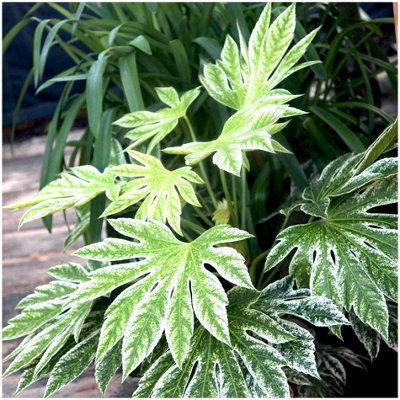 GrowOn Shrubs (X2) Fatsia Japonica Japanese Aralia 'spider's Web' Evergreen Garden Shrubs (9Cm Pots) from B&Q