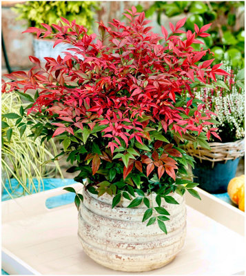 GrowOn Shrubs (X2) Nandina Domestica 'obsessed' Heavenly Bamboo Evergreen Garden Shrubs (9Cm Pots) from B&Q