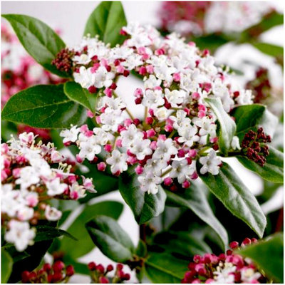 GrowOn Shrubs (X2) Viburnum Tinus 'gwenillian' Evergreen Garden Shrubs (9Cm Pots) from B&Q