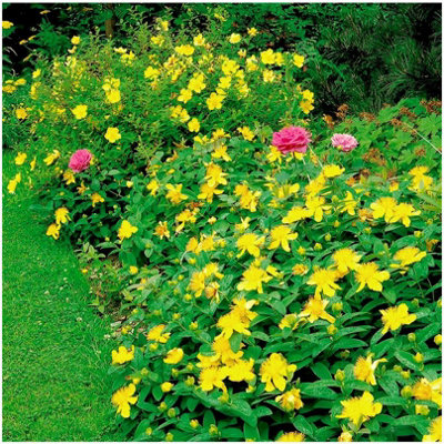 GrowOn Shrubs St John's Wort Hypericum 'hidcote' Deciduous Garden Shrub (9Cm Pot) from B&Q