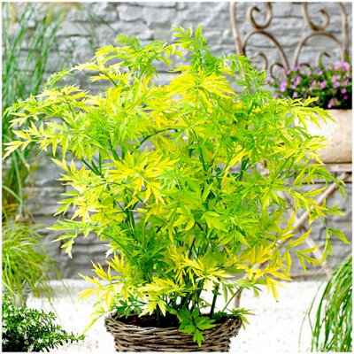 GrowOn Shrubs (X2) Elderberry Sambucus 'golden Tower' Deciduous Garden Shrubs (9Cm Pots) from B&Q