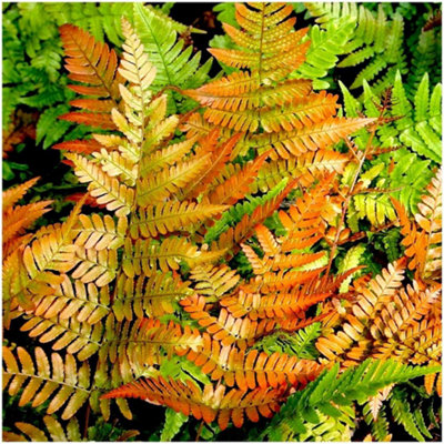 GrowOn Shrubs (X2) Dryopteris Copper Shield Fern 'erythrosora' Evergreen Garden Plants (9Cm Pots) from B&Q