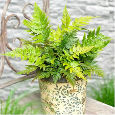 GrowOn Shrubs Rigid Holly Fern Polystichum 'rigens' Evergreen Garden Plant (9Cm Pot) from B&Q