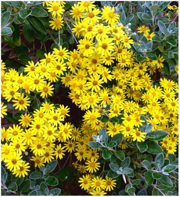 GrowOn Shrubs Brachyglottis 'sunshine' Evergreen Garden Shrub (9Cm Pot) from B&Q