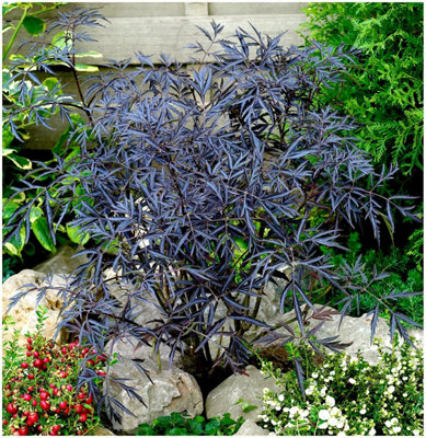 GrowOn Shrubs Elderberry Sambucus 'black Lace'  Deciduous Garden Shrub (9Cm Pot) from B&Q