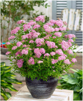 GrowOn Shrubs Spiraea Japonica 'little Princess' Deciduous Garden Shrub (9Cm Pot) from B&Q