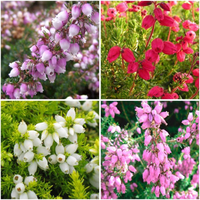 B&Q -  (X4) Bell Heather Erica Cinerea Collection Evergreen Garden Shrubs (9Cm Pots)