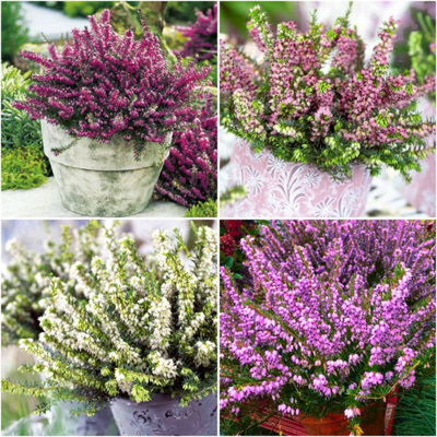 B&Q -  (X4) Winter Heather Erica Darleyensis Collection Evergreen Garden Shrubs (9Cm Pots)
