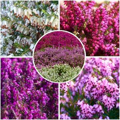 B&Q -  (X4) Winter Heather Erica Carnea Collection Evergreen Garden Shrubs (9Cm Pots)