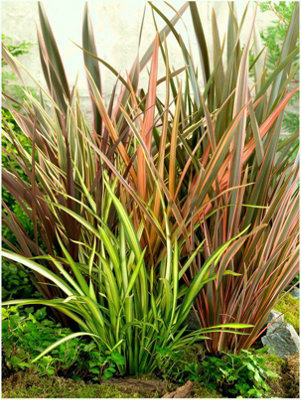 GrowOn Shrubs (X4) Cordyline Australis Collection Evergreen Garden Shrubs (9Cm Pots) from B&Q