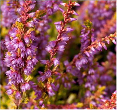 B&Q -  Scottish Heather Calluna Vulgaris 'boskoop'  Evergreen Garden Shrub (9Cm Pot)