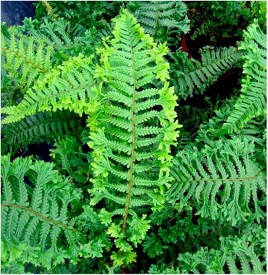 GrowOn Shrubs (X2) Dryopteris Crested Shield Fern 'cristata The King' Evergreen Garden Plants (9Cm Pots) from B&Q