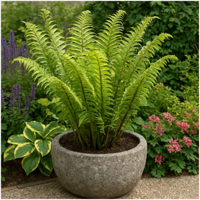 GrowOn Shrubs Black Shield Fern Dryopteris Atrata Evergreen Garden Plant (9Cm Pot) from B&Q