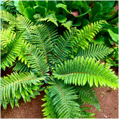 GrowOn Shrubs Japanese Lace Fern Polystichum 'polyblepharum'  Evergreen Garden Plant (9Cm Pot) from B&Q