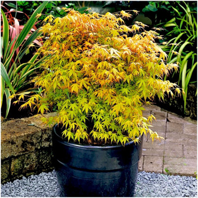 B&Q -  Acer Palmatum 'katsura' Japanese Maple Tree Deciduous Garden Plant (9Cm Pot)