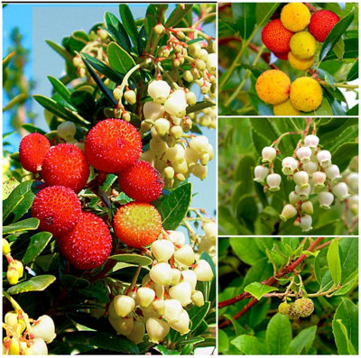 GrowOn Shrubs Dwarf Strawberry Tree Arbutus 'unedo Compacta' Evergreen Garden Shrub (9Cm Pot) from B&Q
