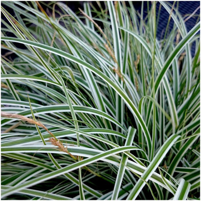GrowOn Shrubs Carex Oshimensis 'everest' Japanese Sedge Ornamental Grass Evergreen Garden Plant (9Cm Pot) from B&Q