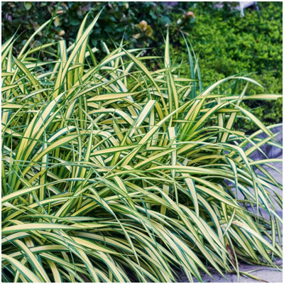 GrowOn Shrubs Carex Oshimensis 'evergold' Japanese Sedge Ornamental Grass Evergreen Garden Plant (9Cm Pot) from B&Q