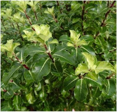 GrowOn Shrubs Pittosporum Tenuifolium Gold Star Evergreen Garden Shrub (9Cm Pot) from B&Q