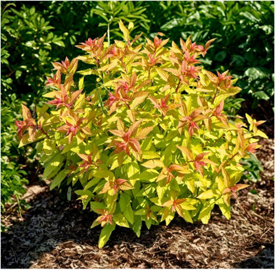 GrowOn Shrubs Japanese Spiraea Japonica 'goldflame' Deciduous Garden Shrub (9Cm Pot) from B&Q