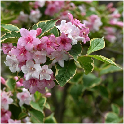 GrowOn Shrubs Weigela Florida 'kosteriana Variegata' Deciduous Garden Shrub (9Cm Pot) from B&Q