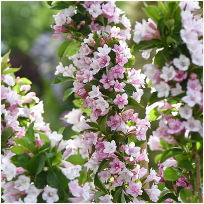 B&Q -  Weigela Towers Of Flowers 'apple Blossom' Deciduous Garden Shrub (9Cm Pot)