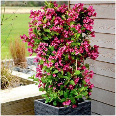 B&Q -  Weigela Towers Of Flowers 'cherry' Deciduous Garden Shrub (9Cm Pot)