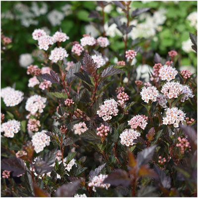 GrowOn Shrubs Ninebark Physocarpus 'little Devil' Deciduous Garden Shrub (9Cm Pot) from B&Q