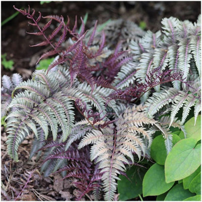 GrowOn Shrubs (X2) Painted Lady Fern Athyrium Niponicum 'red Beauty' Deciduous Garden Plants (9Cm Pots) from B&Q