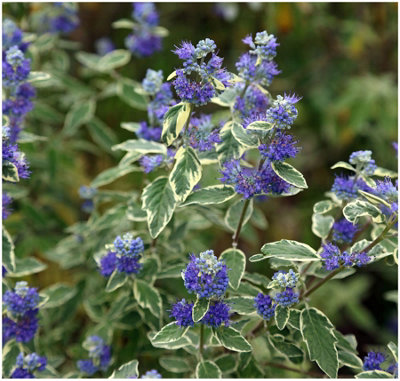 GrowOn Shrubs (X2) Caryopteris X Clandonensis Bluebeard 'white Surprise' Deciduous Garden Shrubs (9Cm Pots) from B&Q