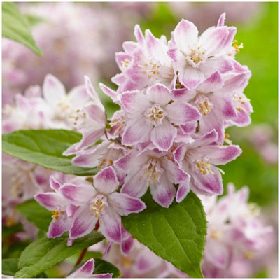 GrowOn Shrubs (X2) Deutzia X Hybrida Raspberry Sundae Deciduous Garden Shrubs (9Cm Pots) from B&Q