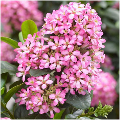 GrowOn Shrubs (X2) Escallonia Laevis Pink Elle Evergreen Garden Shrubs (9Cm Pots) from B&Q