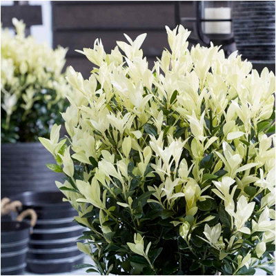 GrowOn Shrubs (X2) Euonymus Japonicus 'himalaya' Japanese Spindle Evergreen Garden Shrubs (9Cm Pots) from B&Q