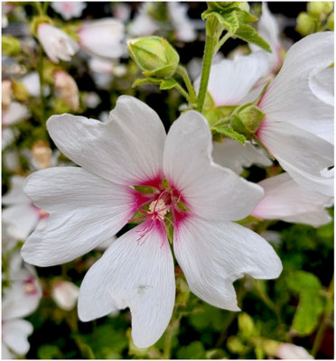 GrowOn Shrubs (X2) Tree Mallow Lavatera X Clementii 'mary Hope' Deciduous Garden Shrubs (9Cm Pots) from B&Q
