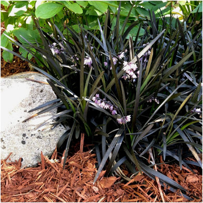 GrowOn Shrubs (X2) Black Mondo Grass Ophiopogon Planiscapus 'nigrescens' Evergreen Garden Plants (9Cm Pots) from B&Q