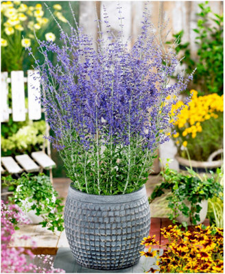 GrowOn Shrubs (X2) Russian Sage Salvia Perovskia Atriplicifolia 'little Spire' Deciduous Garden Shrubs (9Cm Pots) from B&Q