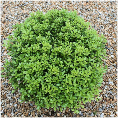 GrowOn Shrubs (X2) Pittosporum Tenuifolium Beach Ball Evergreen Garden Shrubs (9Cm Pots) from B&Q