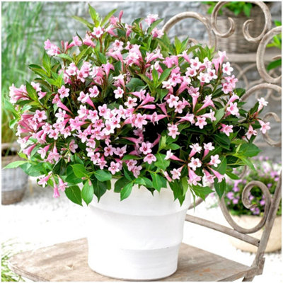 GrowOn Shrubs (X2) Weigela Florida 'pink Poppet' Deciduous Garden Shrubs (9Cm Pots) from B&Q