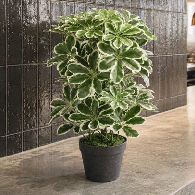 Leaf Artificial Schefflera Arboricola Plant Plastic Pot 55Cm Green/Light